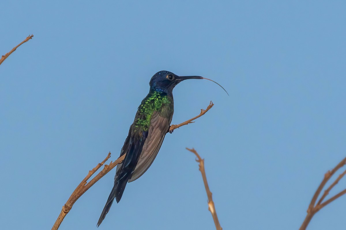 Swallow-tailed Hummingbird - ML653868841