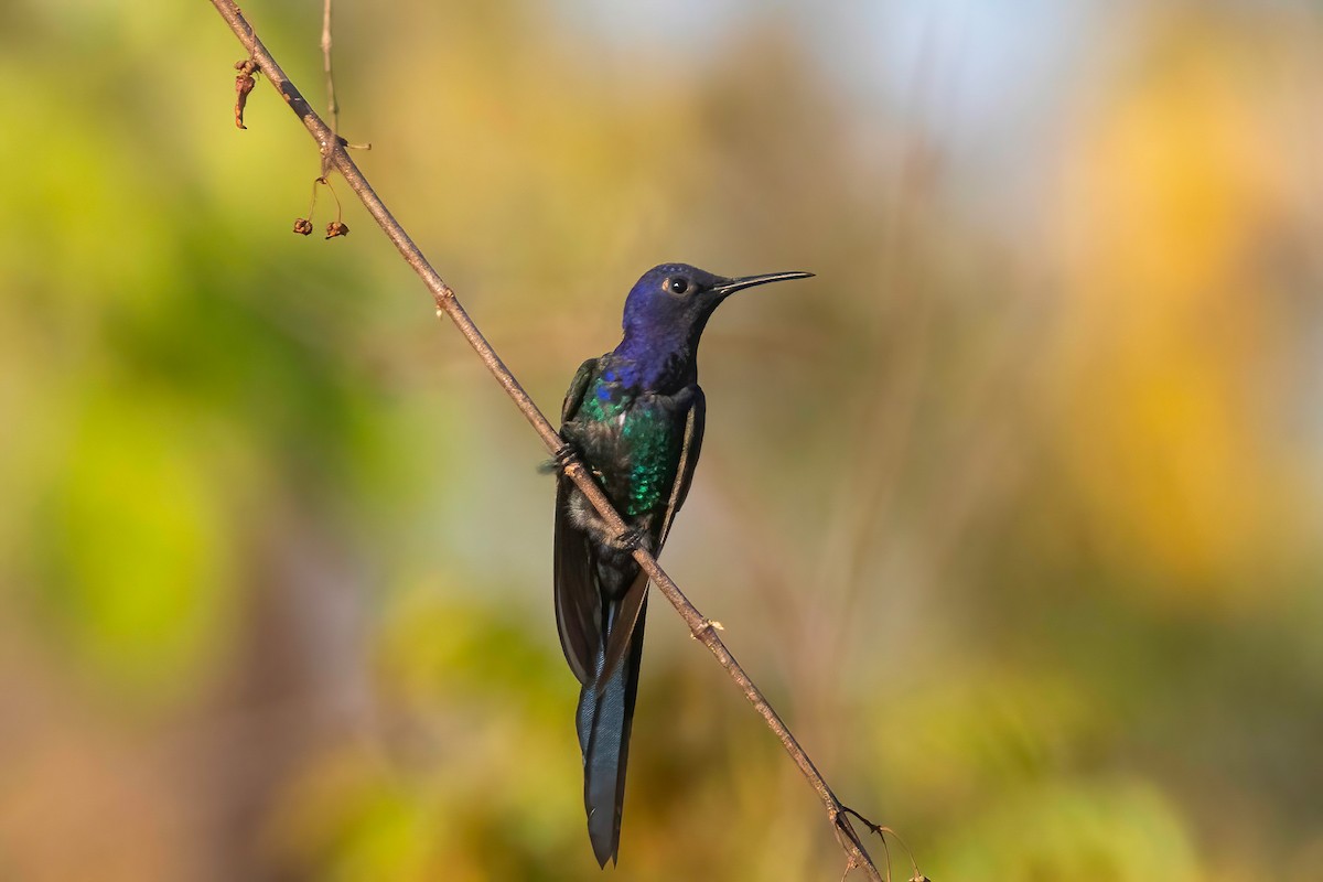Swallow-tailed Hummingbird - ML653868842