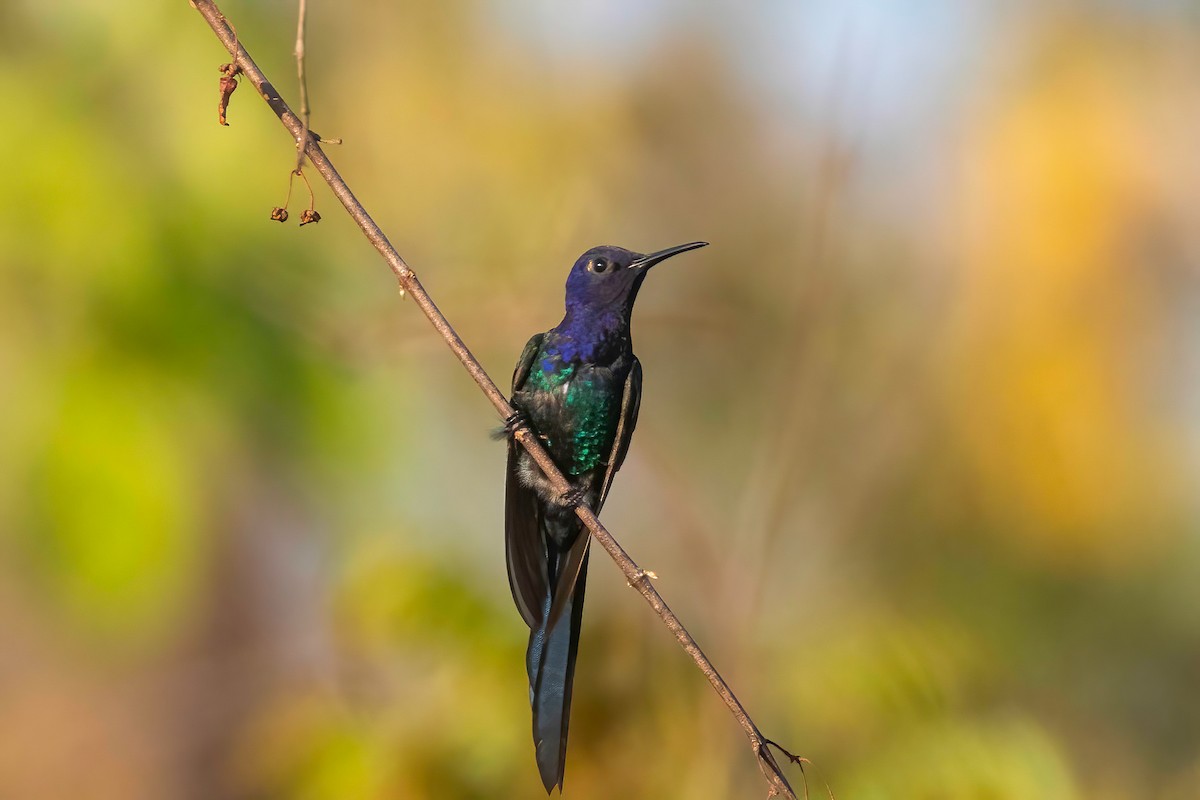 Swallow-tailed Hummingbird - ML653868843