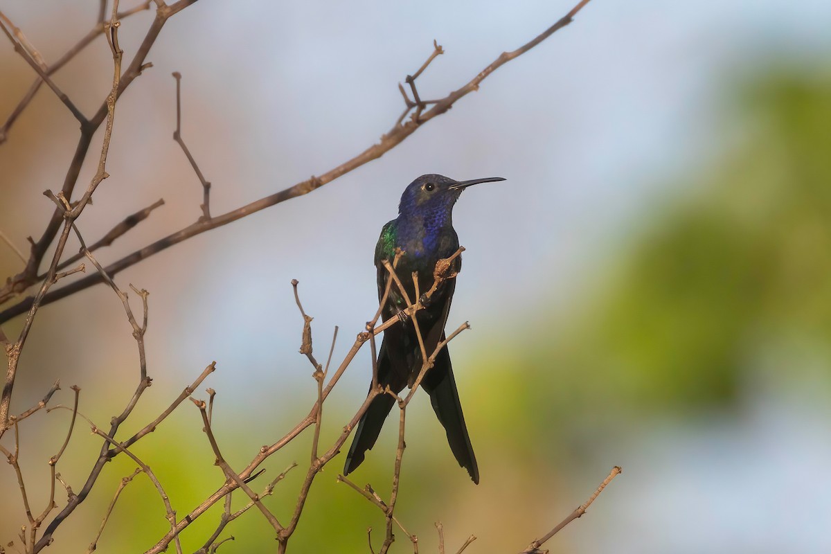 Swallow-tailed Hummingbird - ML653868844