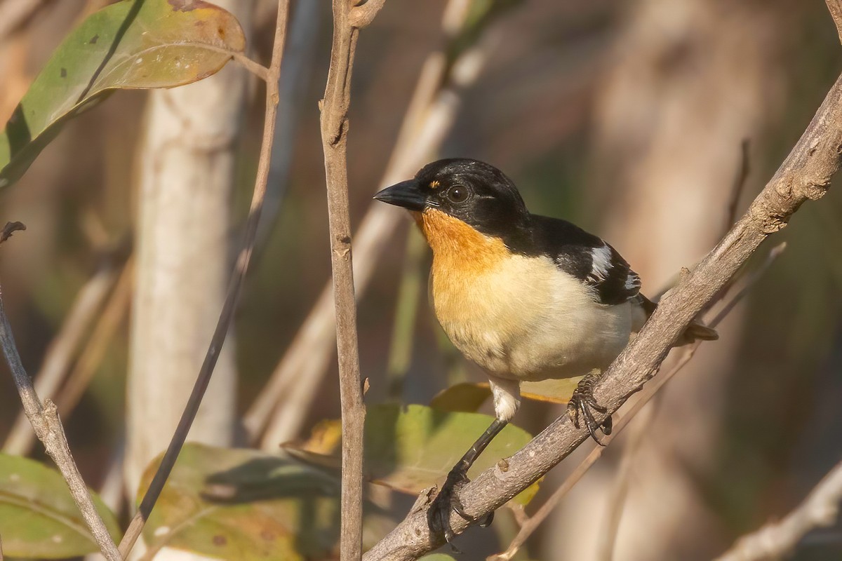 White-rumped Tanager - ML653868865