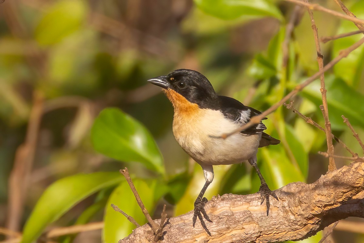 White-rumped Tanager - ML653868866