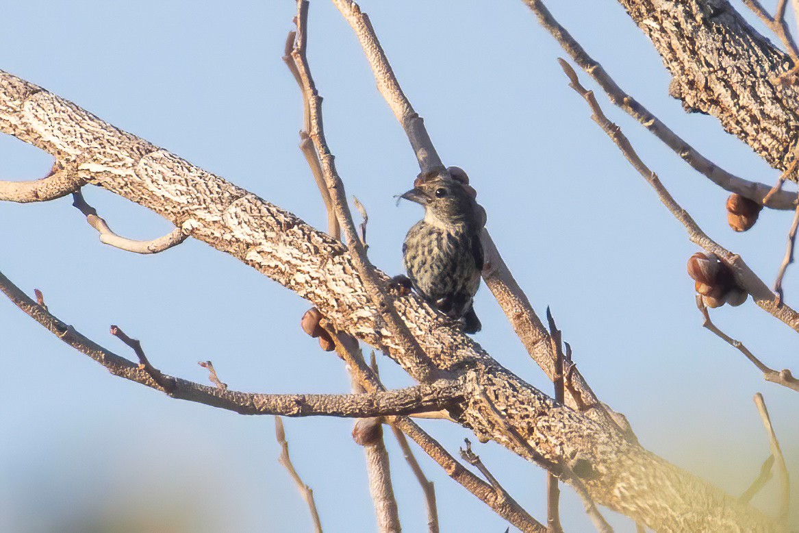 Blue-black Grassquit - ML653869023