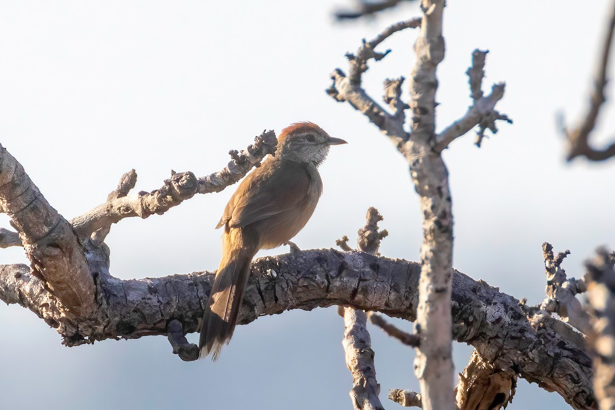 Pale-breasted Spinetail - ML653869034