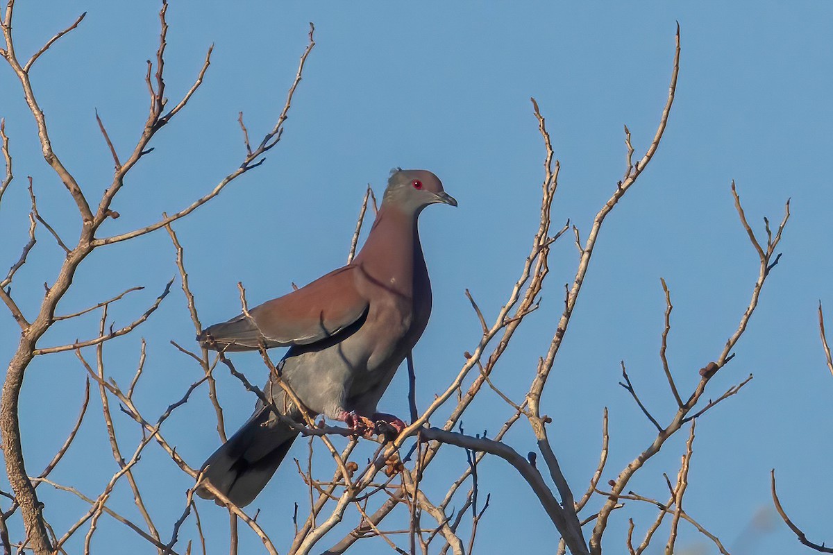 Pale-vented Pigeon - ML653869177
