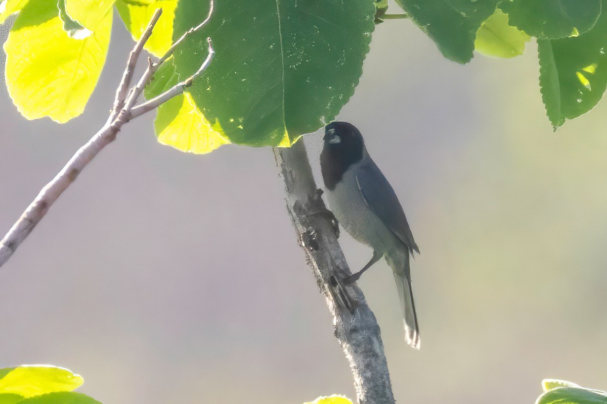 Black-faced Tanager - ML653869247