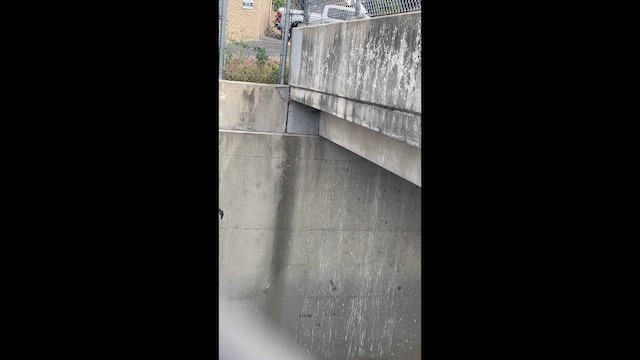 Cliff Swallow - ML653869348