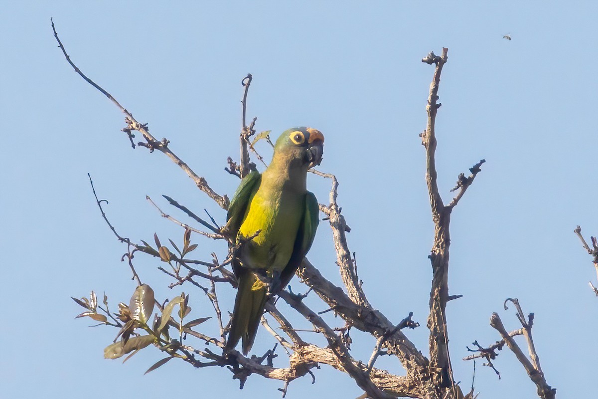 Peach-fronted Parakeet - ML653869368
