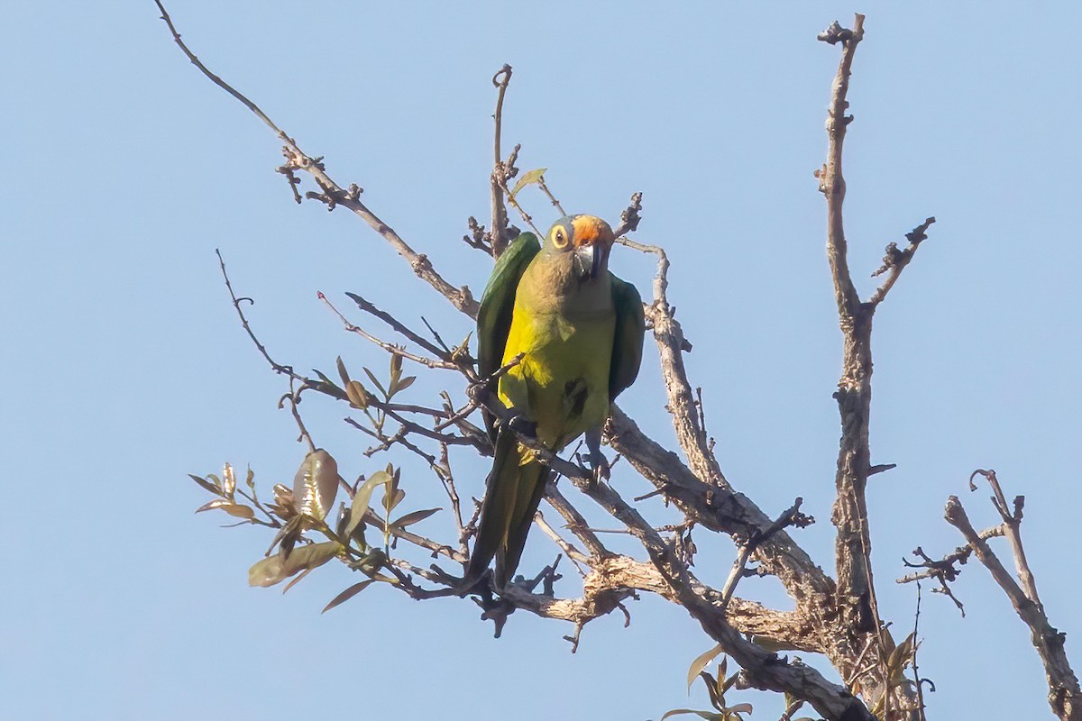 Peach-fronted Parakeet - ML653869369