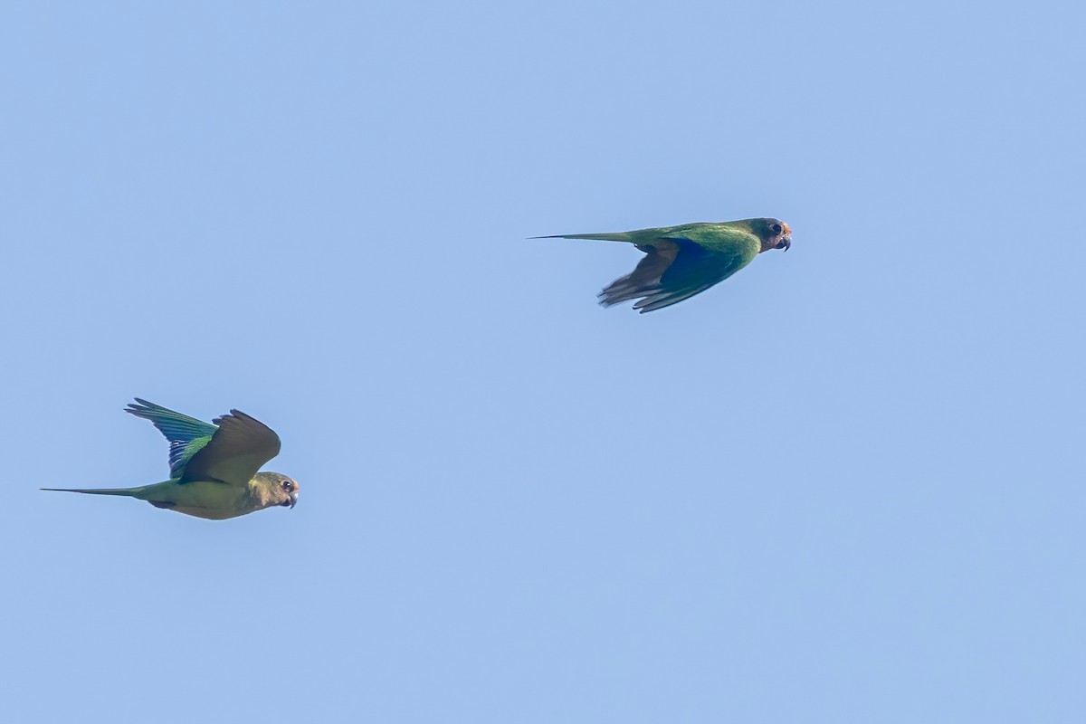 Peach-fronted Parakeet - ML653869370