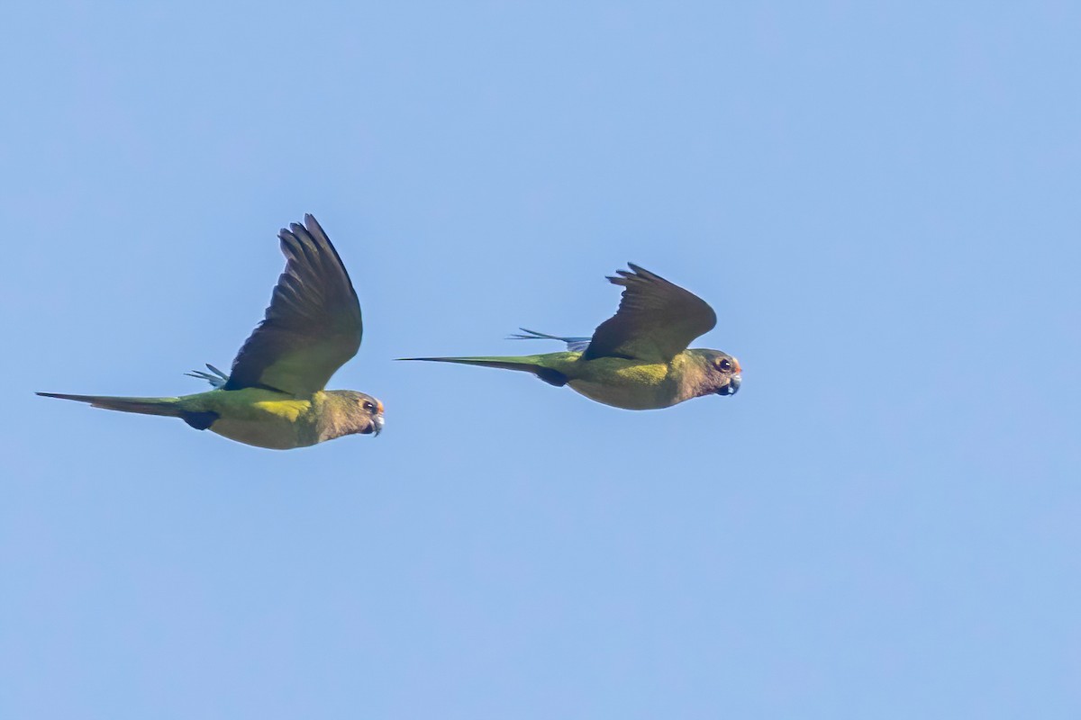 Peach-fronted Parakeet - ML653869371