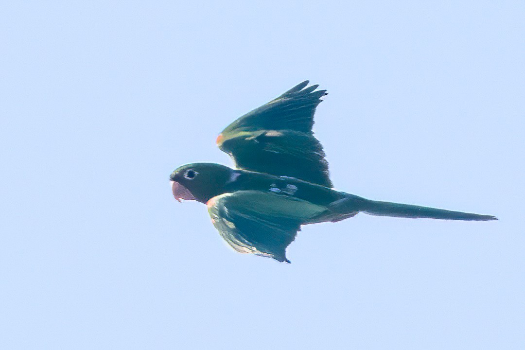 White-eyed Parakeet - ML653869484