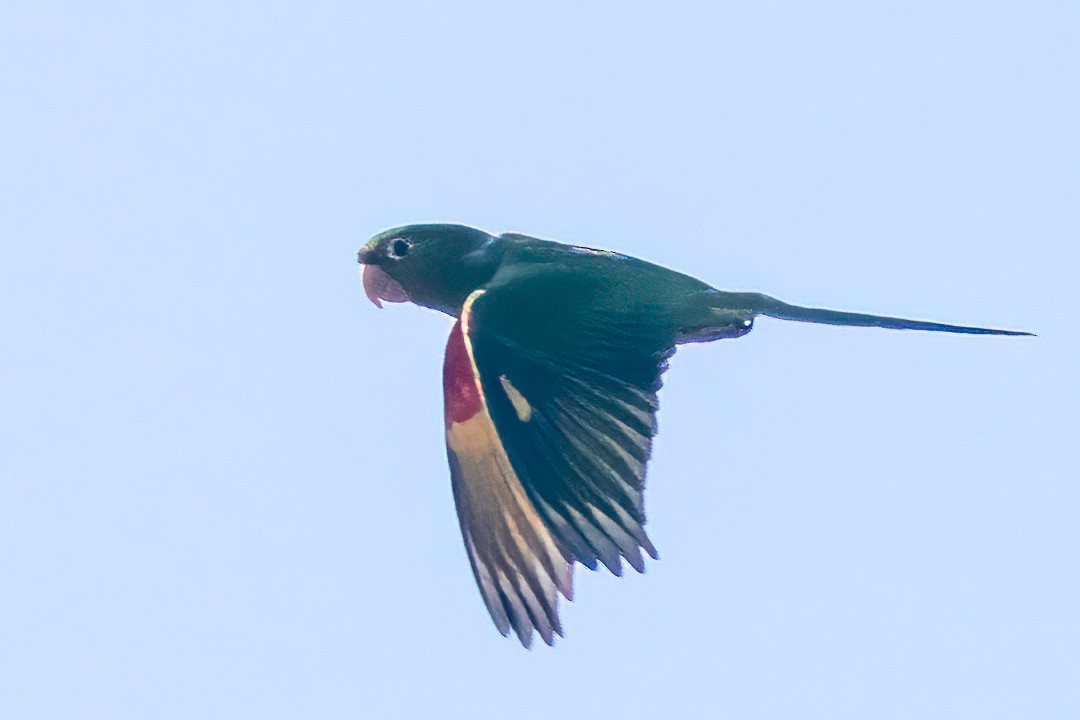 White-eyed Parakeet - ML653869485