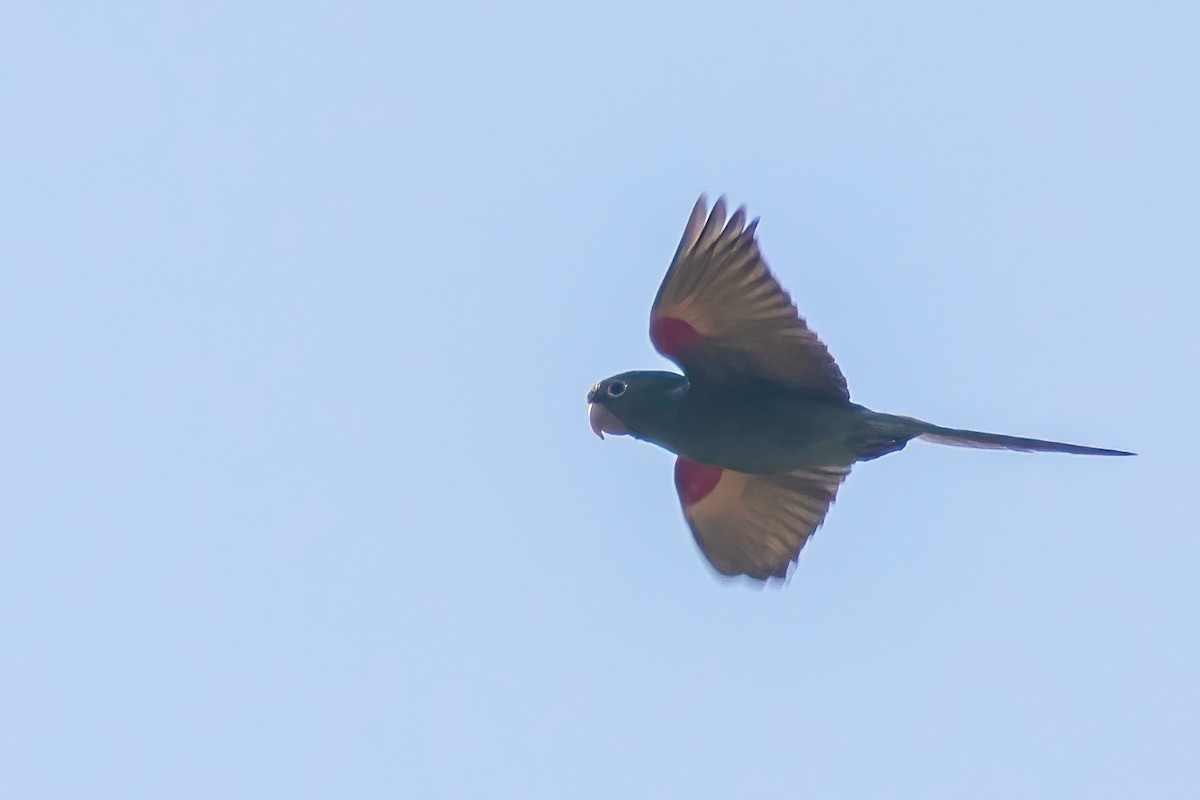 White-eyed Parakeet - ML653869486