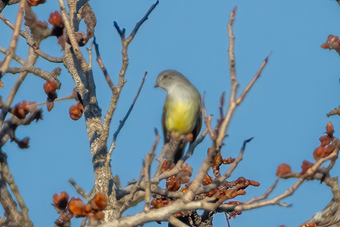 Small-billed Elaenia - ML653869532