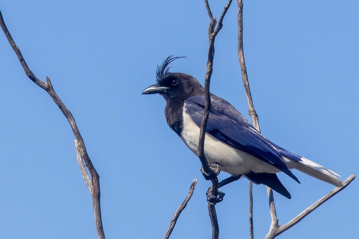Curl-crested Jay - ML653869736