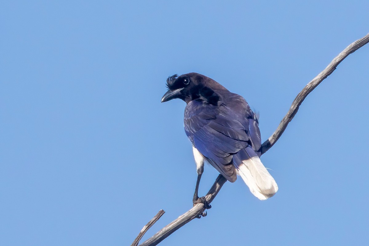 Curl-crested Jay - ML653869737