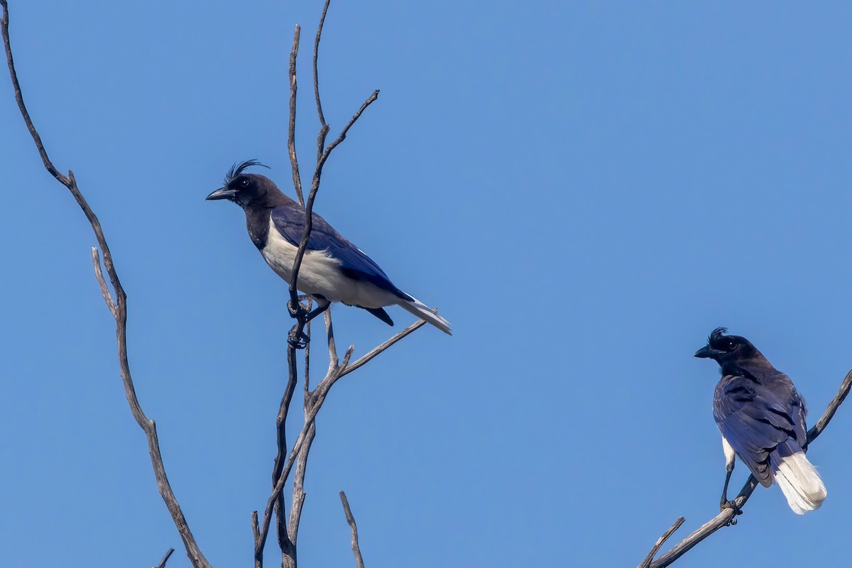 Curl-crested Jay - ML653869738