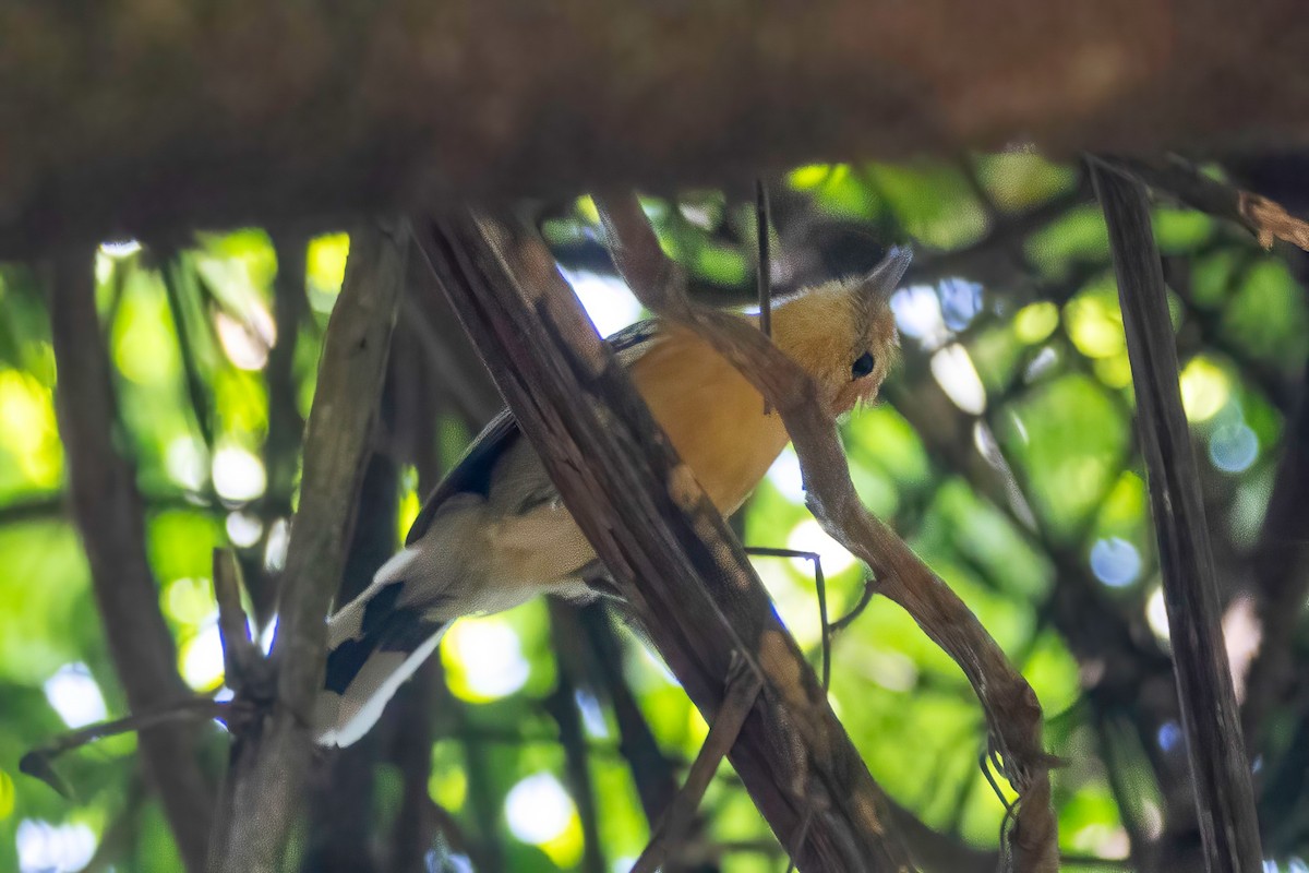 Large-billed Antwren - ML653869865