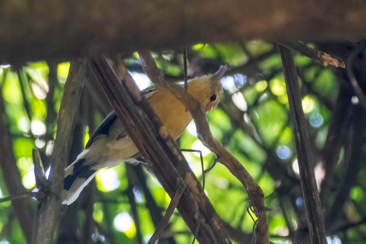 Large-billed Antwren - ML653869866