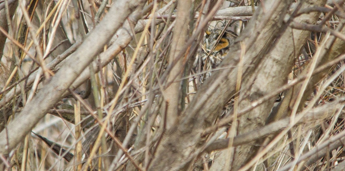 Сова вухата - ML653871219