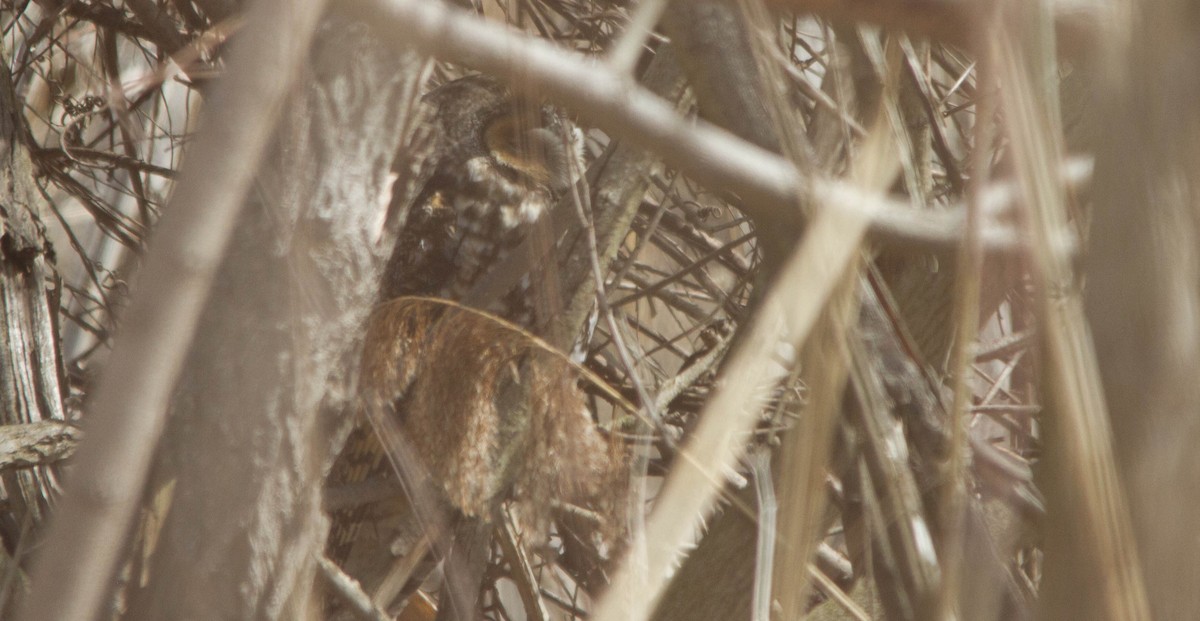 Сова вухата - ML653871220