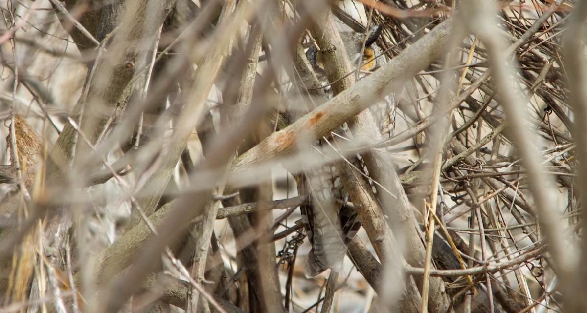 Сова вухата - ML653871221