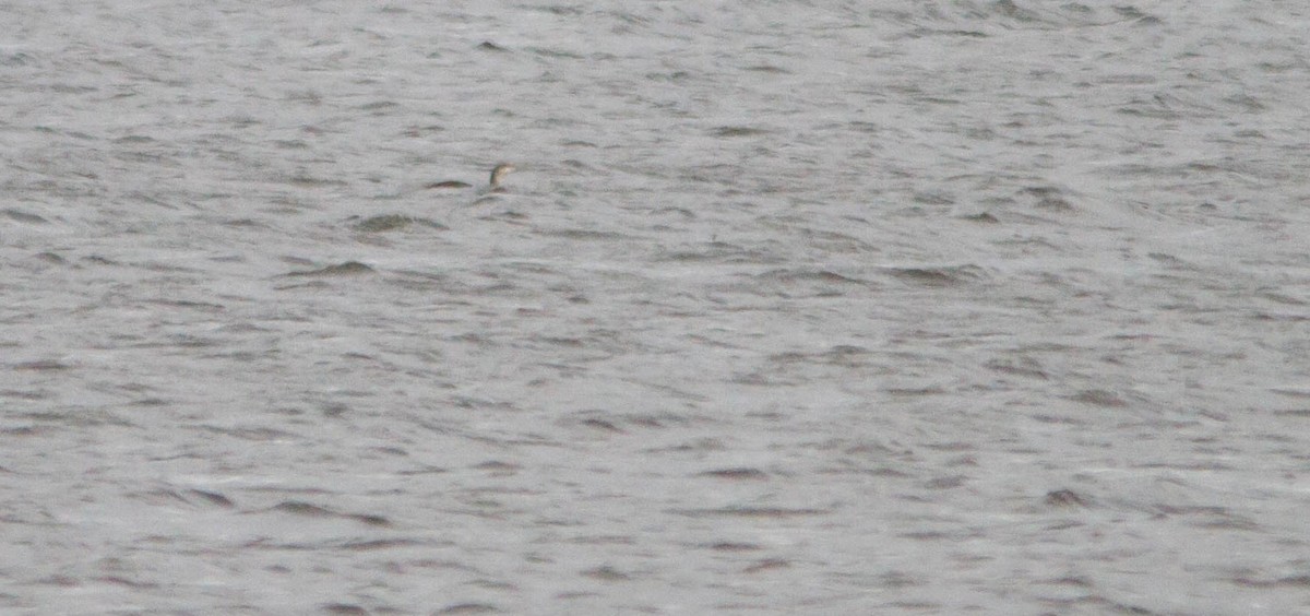 Гагара червоношия - ML653871232