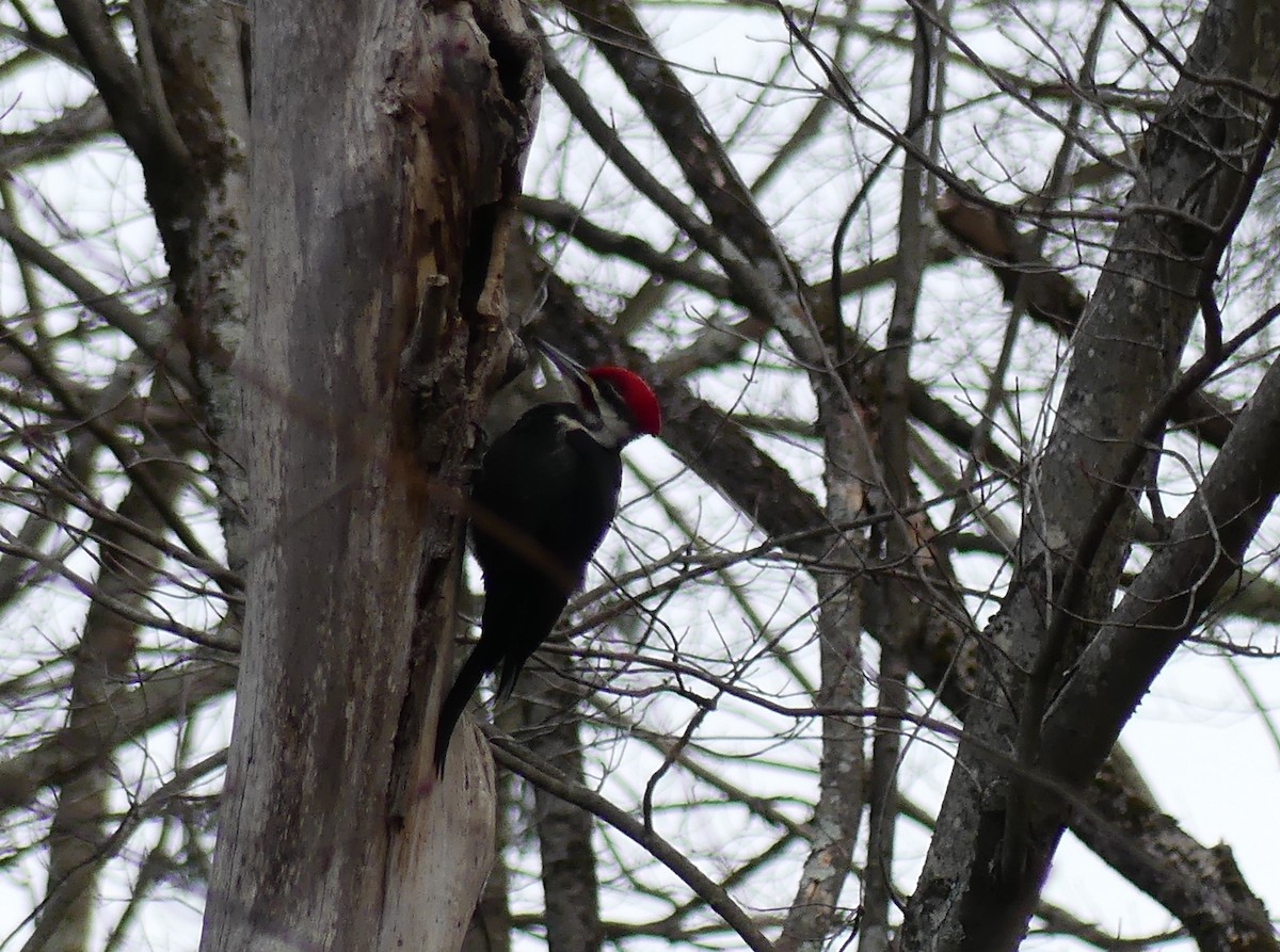 Pileated Woodpecker - ML653873631