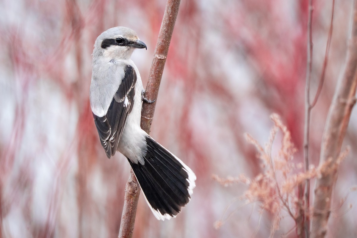 ťuhýk severní - ML653875625