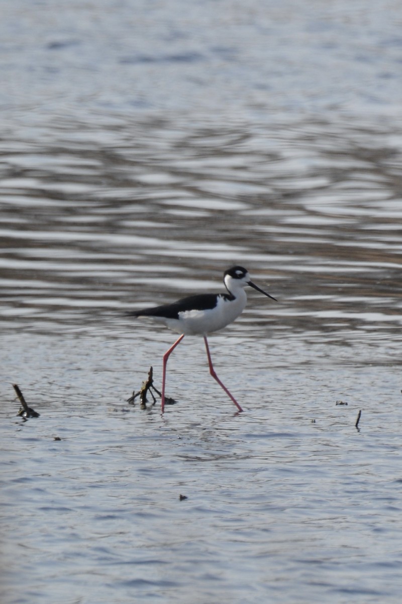 Schwarznacken-Stelzenläufer - ML653877482