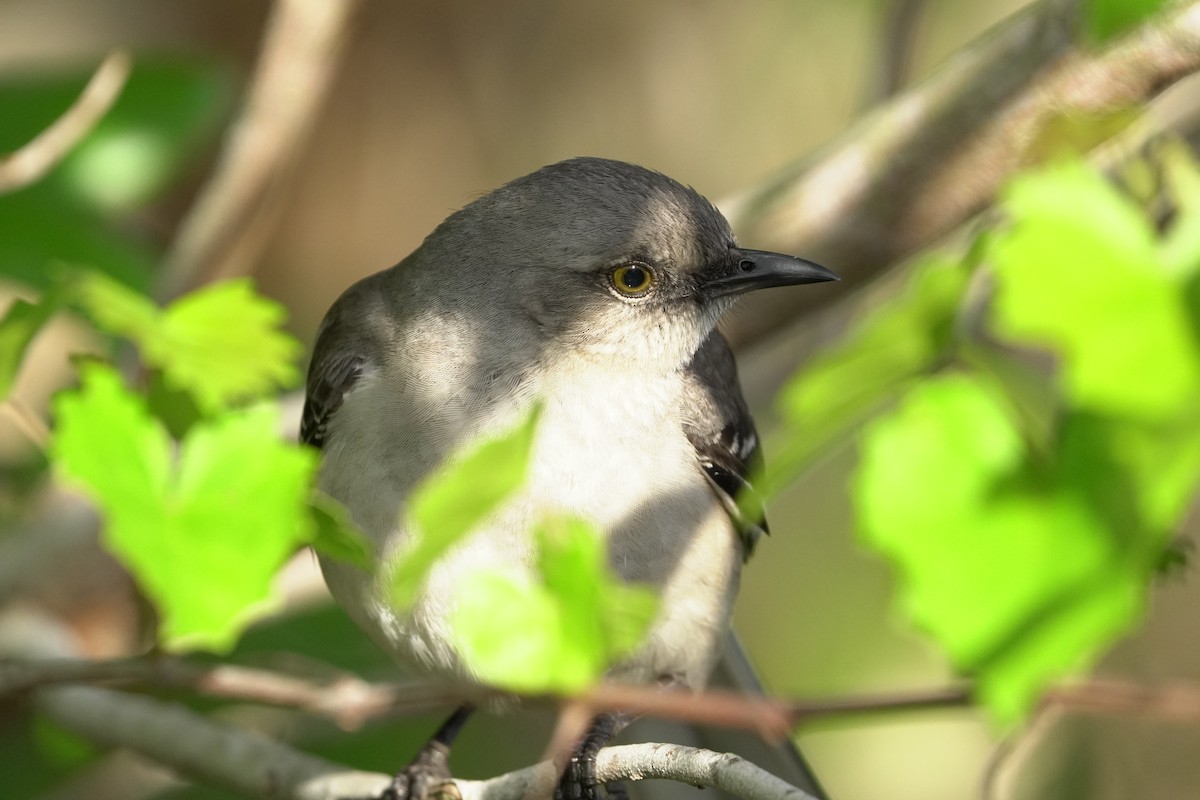Northern Mockingbird - ML653877940