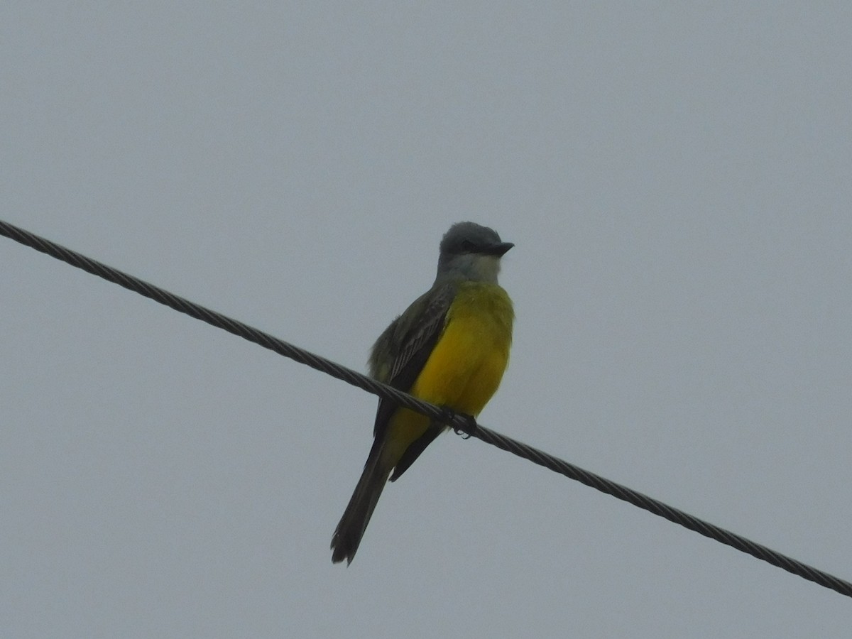 Tropical/Couch's Kingbird - ML653877957