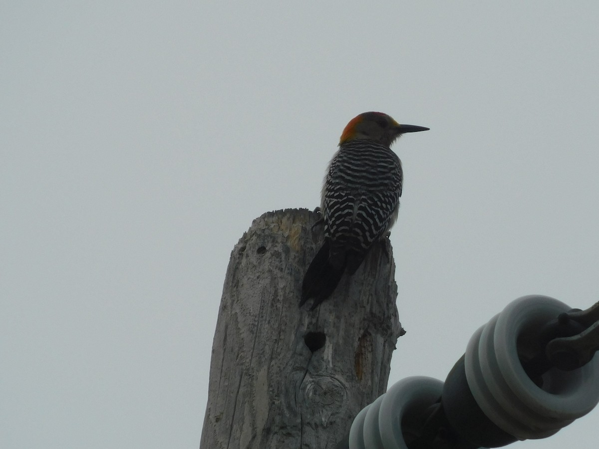 Golden-fronted Woodpecker - ML653877974