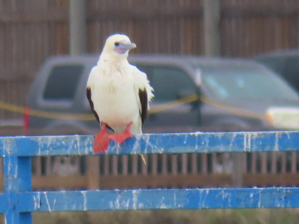 Red-footed Booby - ML653877993