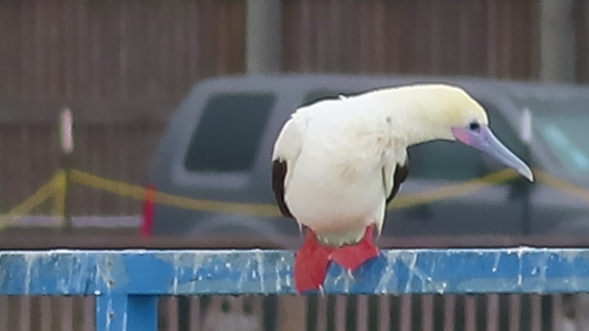 Red-footed Booby - ML653878010