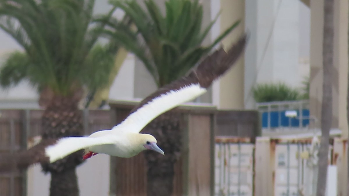 Red-footed Booby - ML653878013