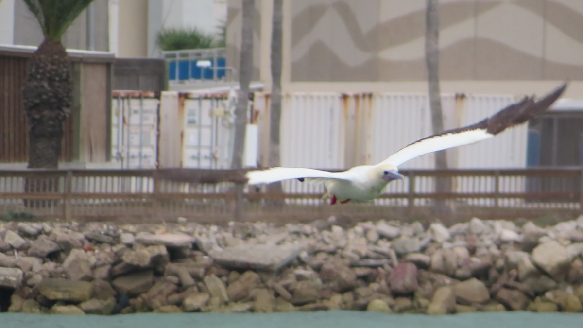 Red-footed Booby - ML653878014
