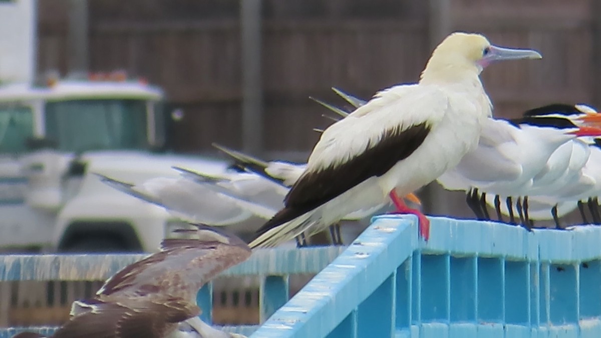 Red-footed Booby - ML653878015