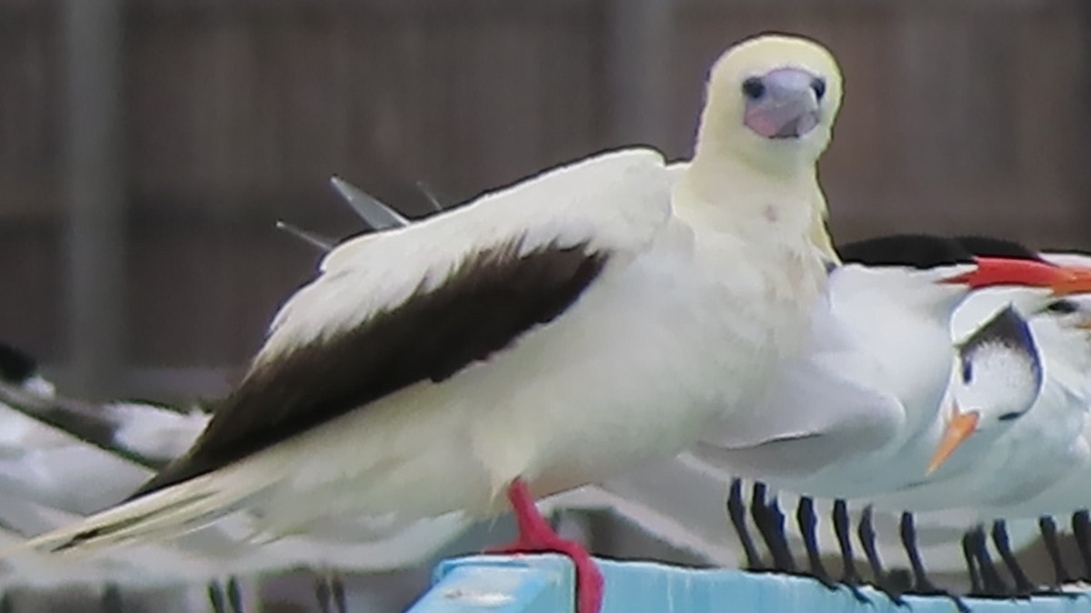 Red-footed Booby - ML653878016