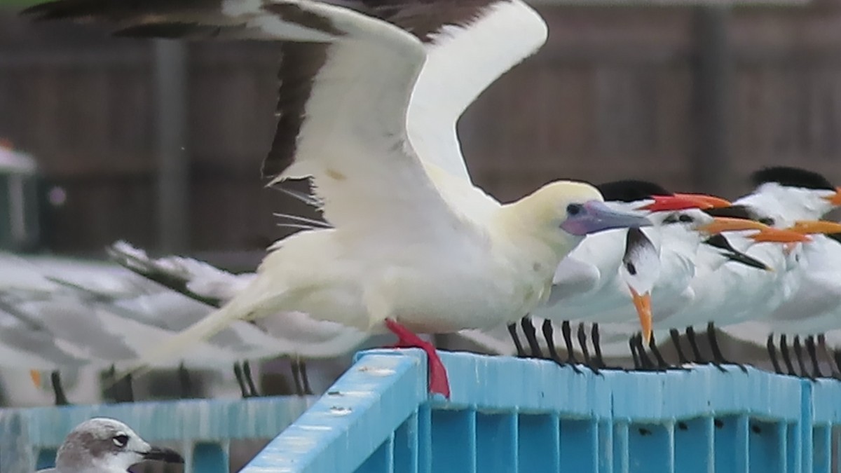 Red-footed Booby - ML653878017