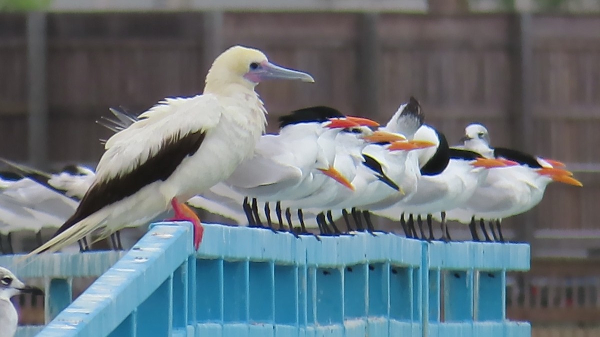 Red-footed Booby - ML653878018