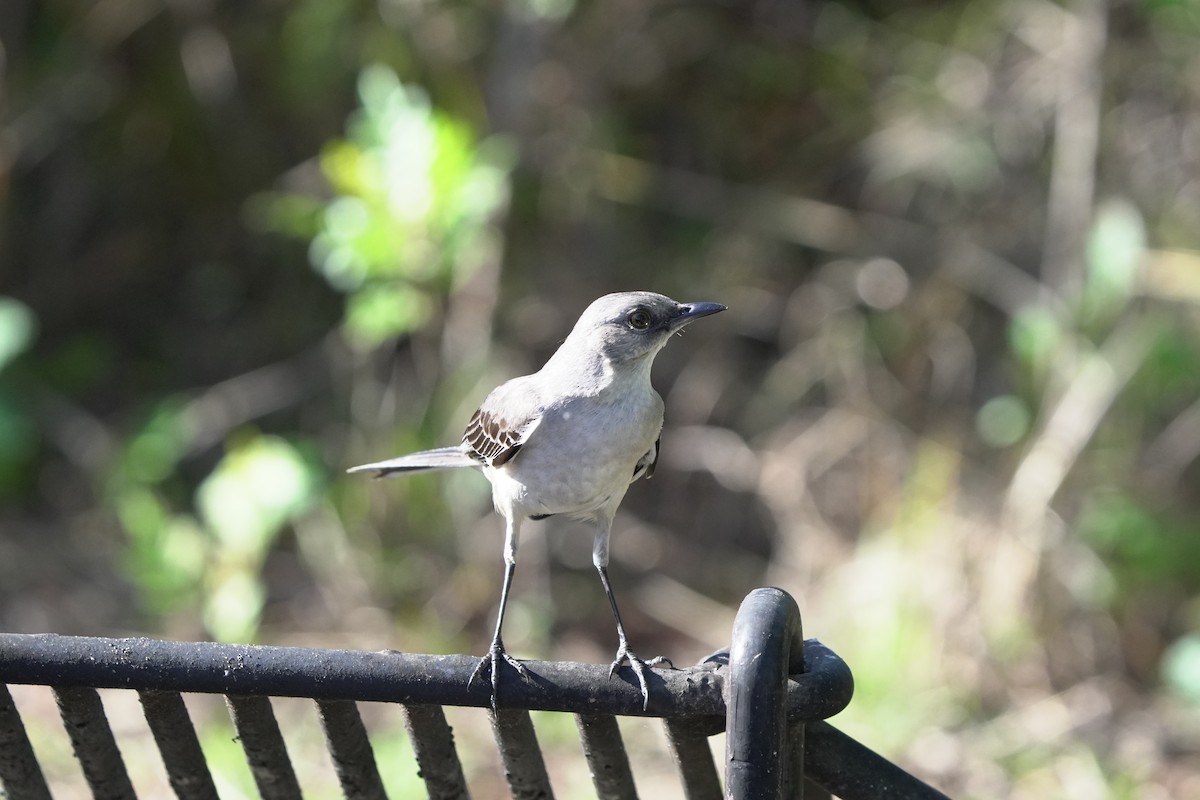 Northern Mockingbird - ML653878108