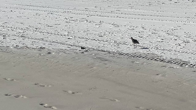 Sanderling - ML653878268