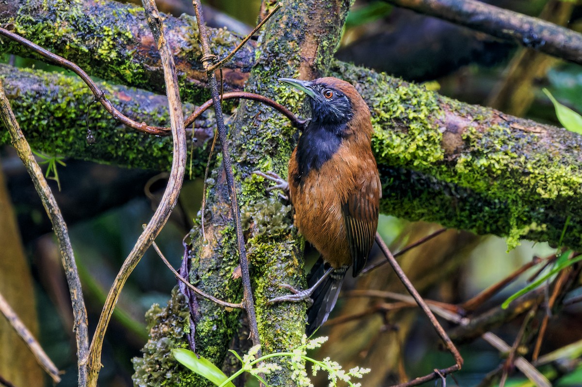 Black-throated Wren - ML653878371