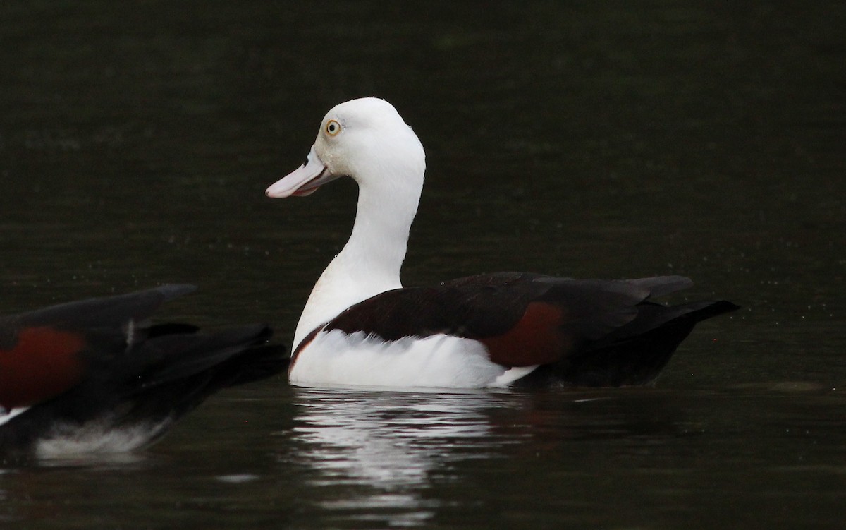 Radjah Shelduck - ML65387861