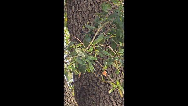 Tırmaşık Ötleğeni - ML653879043