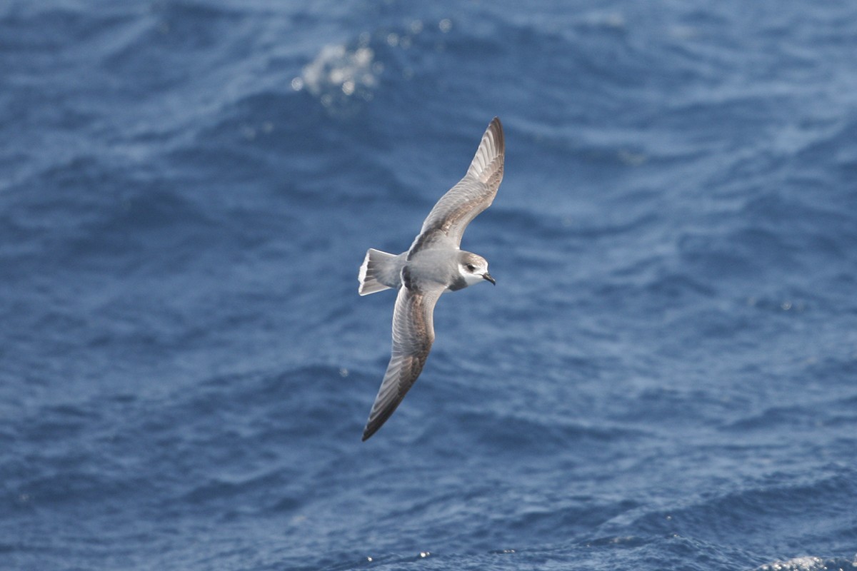 Blue Petrel - Tony Palliser