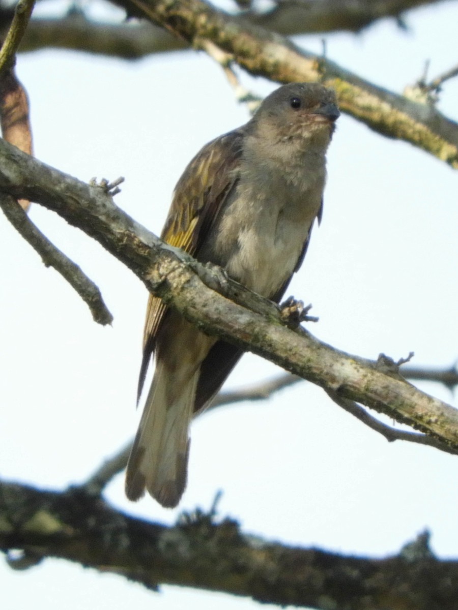 Lesser Honeyguide (Lesser) - ML653879413