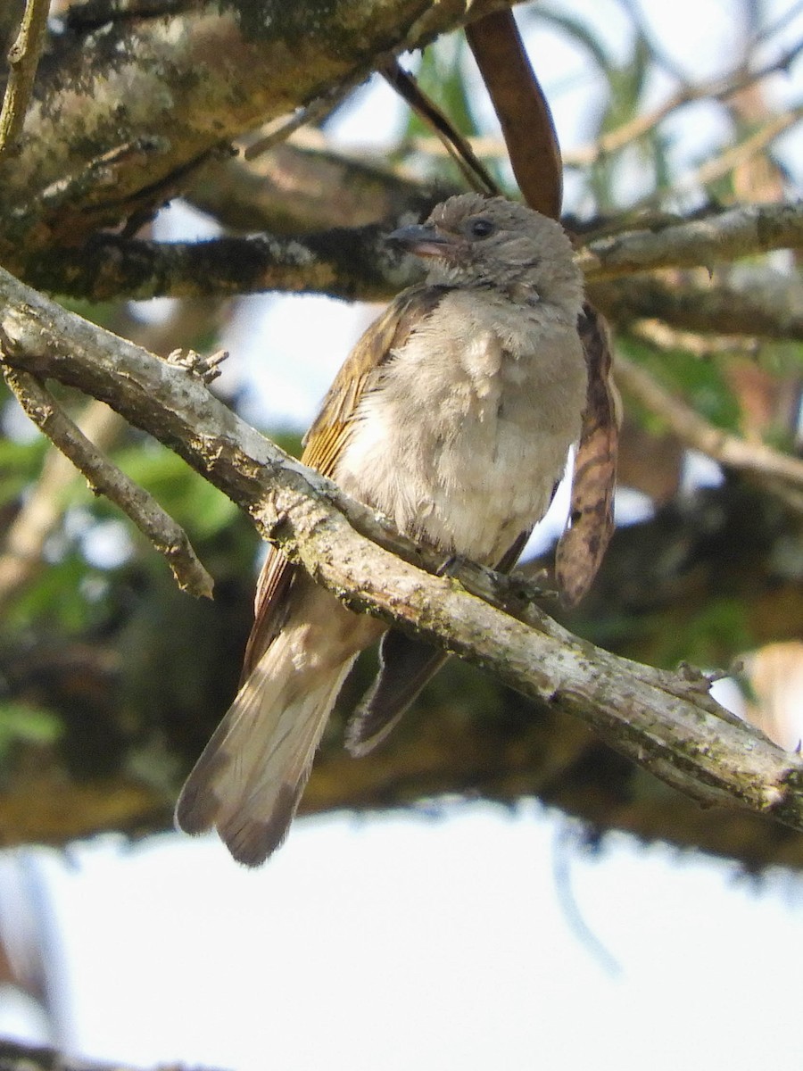 Lesser Honeyguide (Lesser) - ML653879423